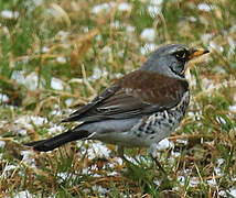 Fieldfare