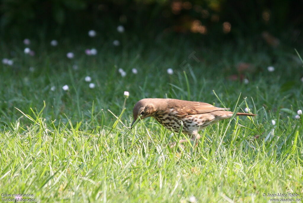 Song Thrush