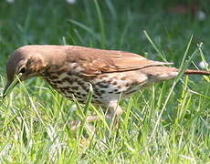 Song Thrush