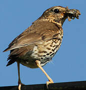 Song Thrush