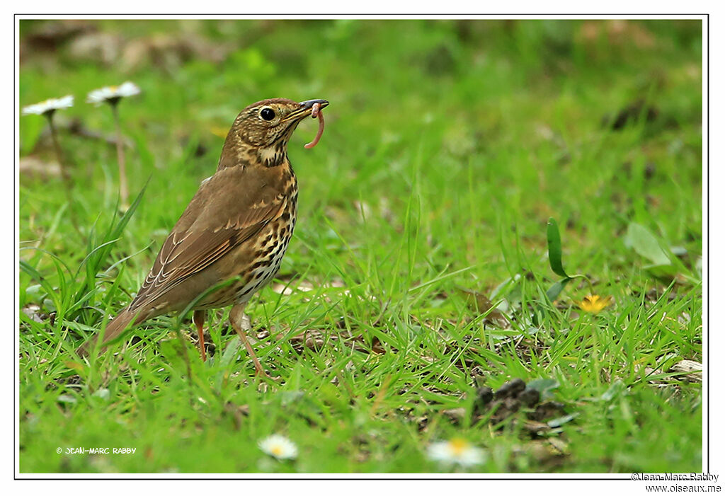 Song Thrush, identification