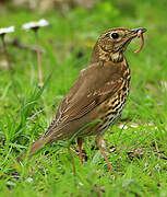 Song Thrush