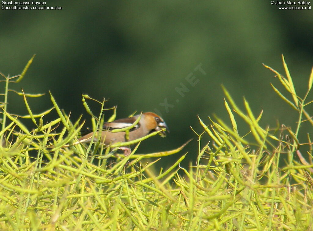 Grosbec casse-noyaux, identification