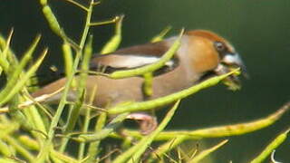 Hawfinch