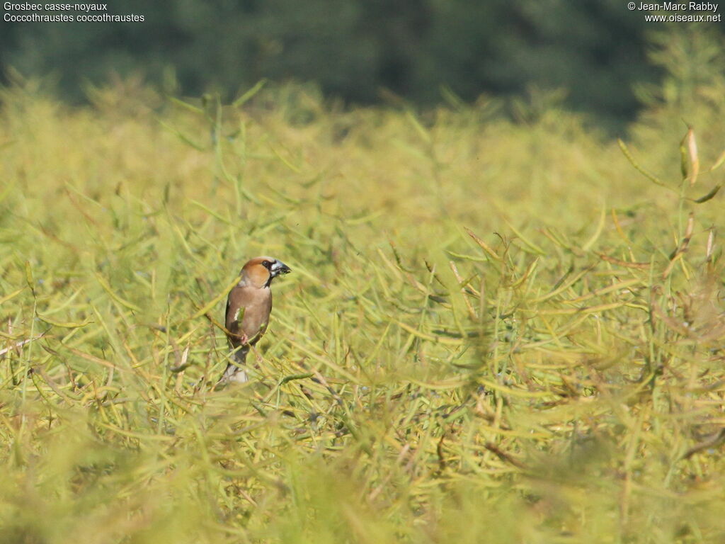 Grosbec casse-noyaux, identification