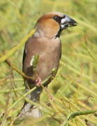 Hawfinch