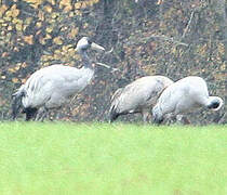 Common Crane