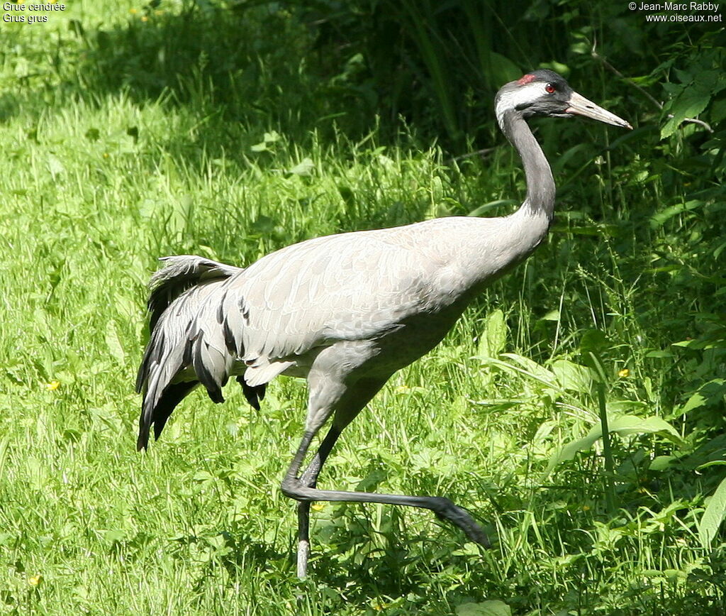 Grue cendrée, identification