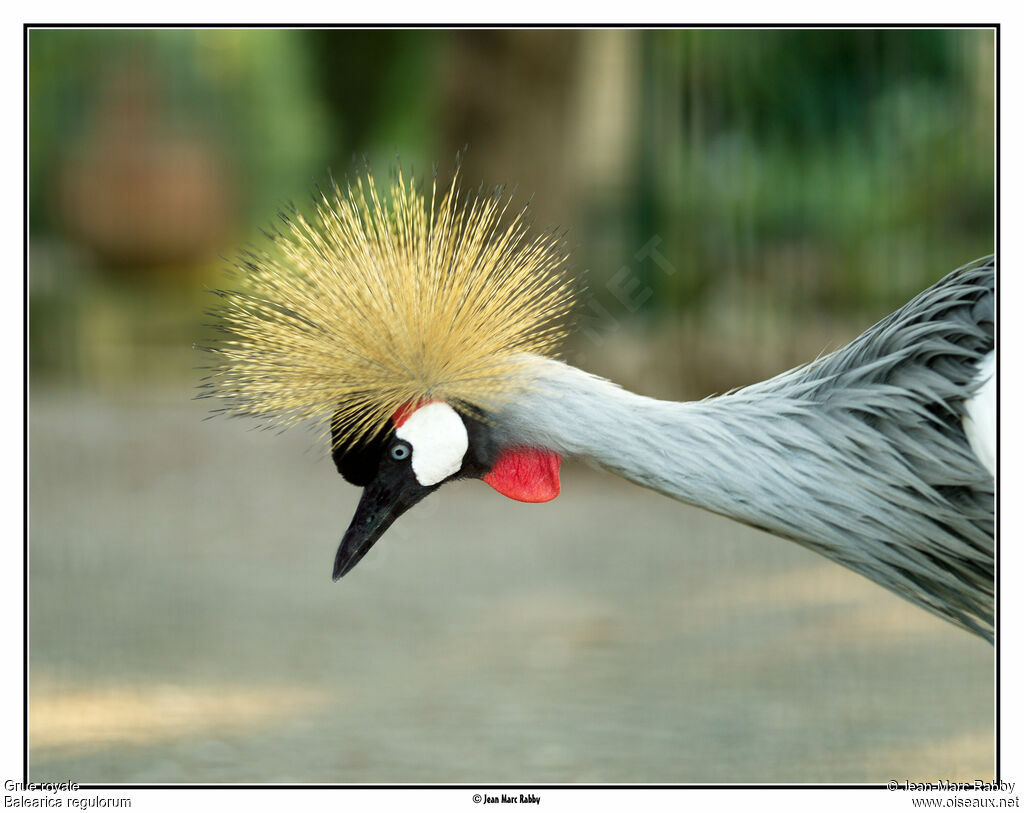 Grey Crowned Crane, identification