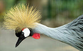 Grey Crowned Crane