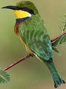 Blue-breasted Bee-eater