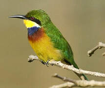 Blue-breasted Bee-eater