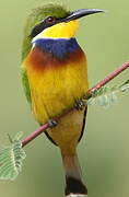 Blue-breasted Bee-eater