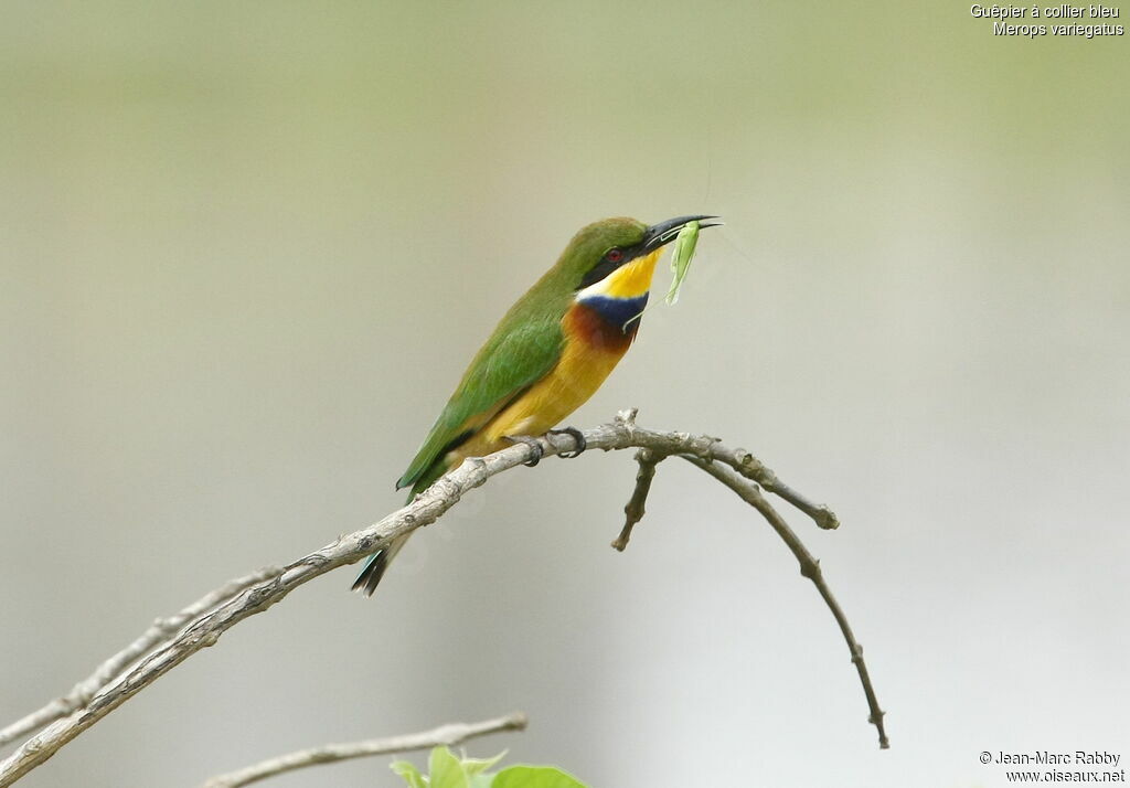 Blue-breasted Bee-eater