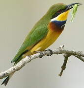 Blue-breasted Bee-eater