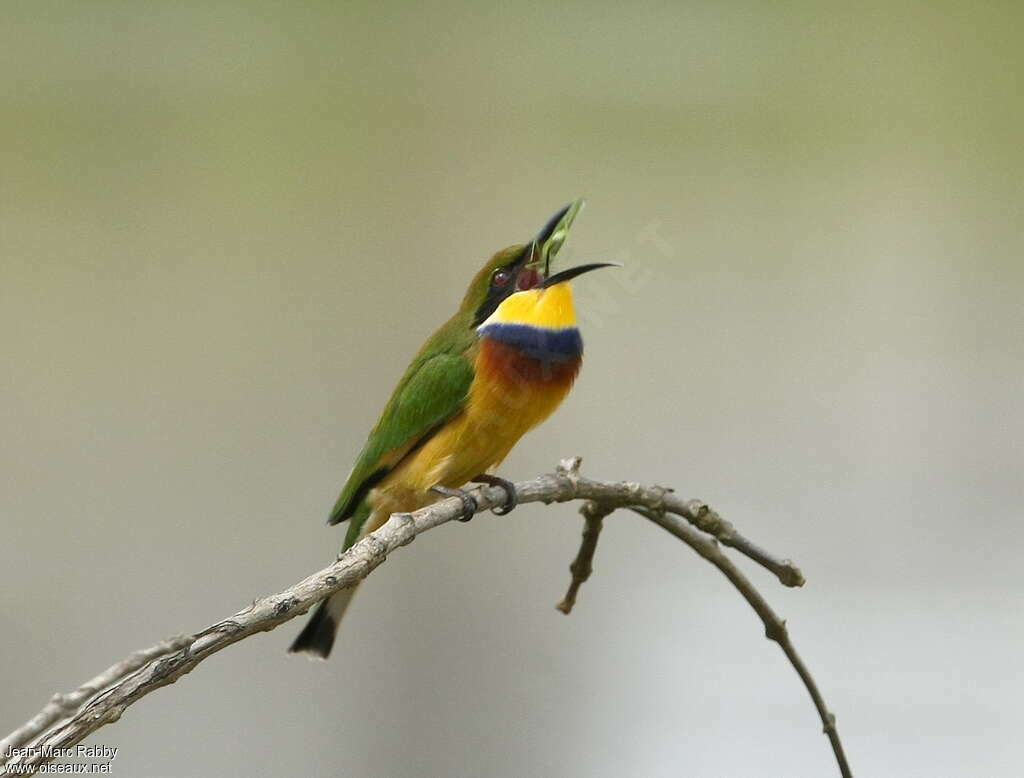 Guêpier à collier bleuadulte, régime