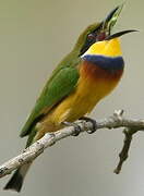 Blue-breasted Bee-eater