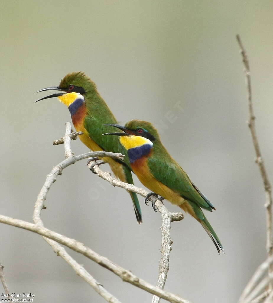 Guêpier à collier bleuadulte nuptial, identification