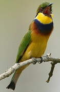 Blue-breasted Bee-eater