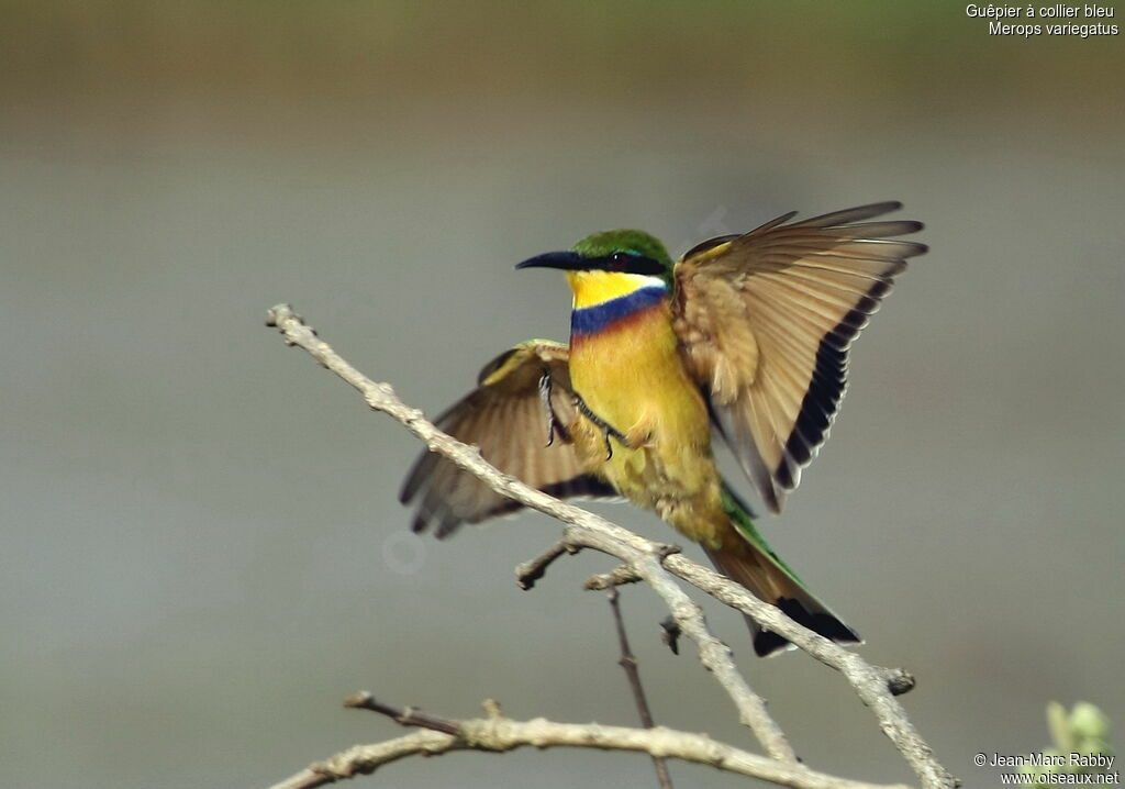 Blue-breasted Bee-eater