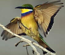 Blue-breasted Bee-eater