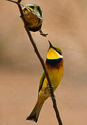 Blue-breasted Bee-eater