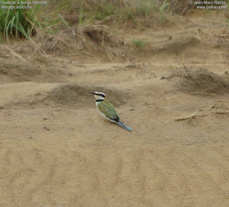 White-throated Bee-eater, identification