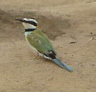 White-throated Bee-eater