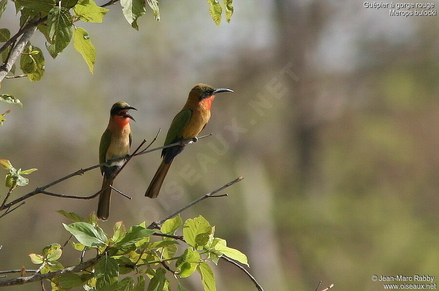 Red-throated Bee-eater