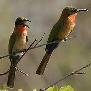 Red-throated Bee-eater