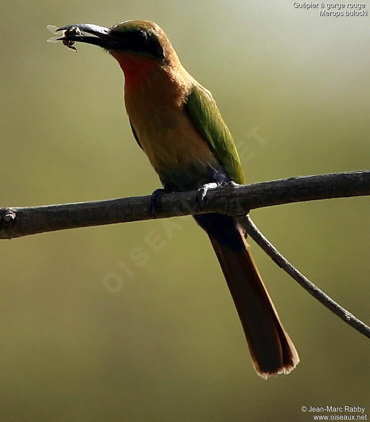 Red-throated Bee-eater