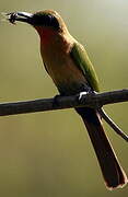 Red-throated Bee-eater