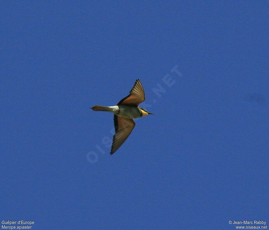 European Bee-eater