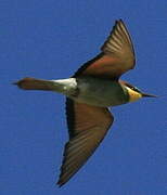 European Bee-eater