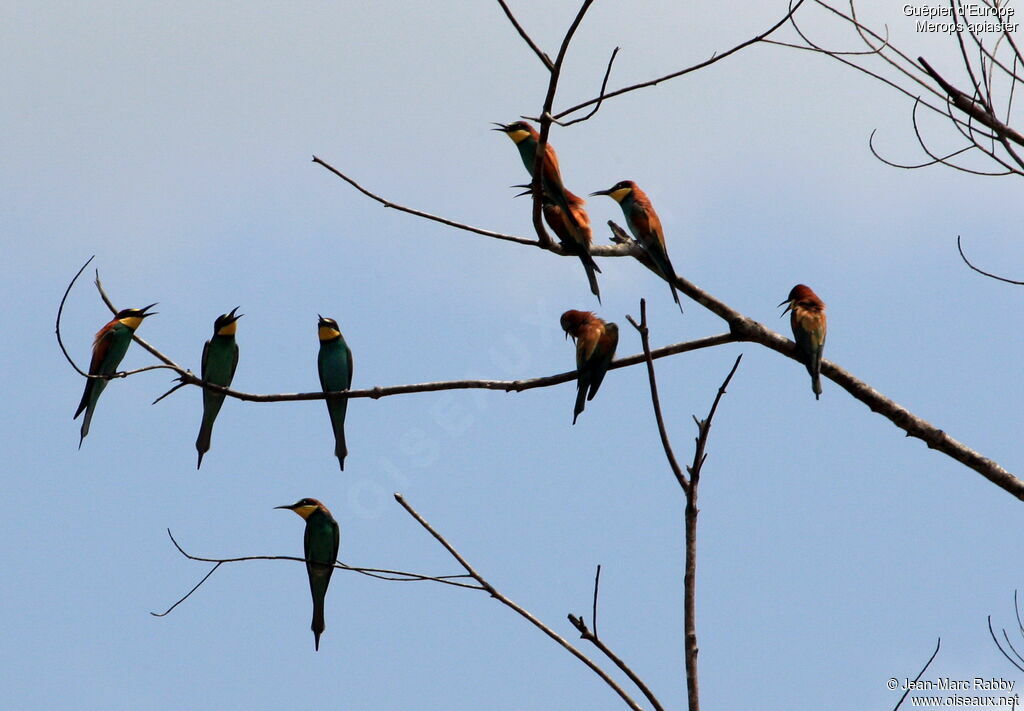 European Bee-eater