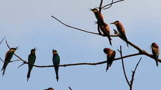 European Bee-eater