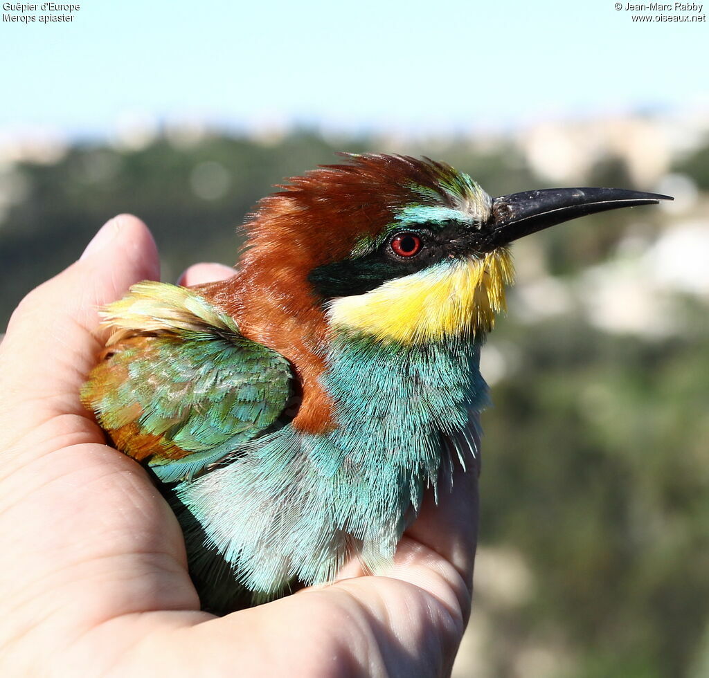 Guêpier d'Europe, identification