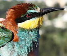 European Bee-eater