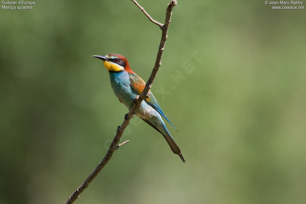 European Bee-eater, identification