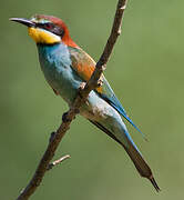 European Bee-eater