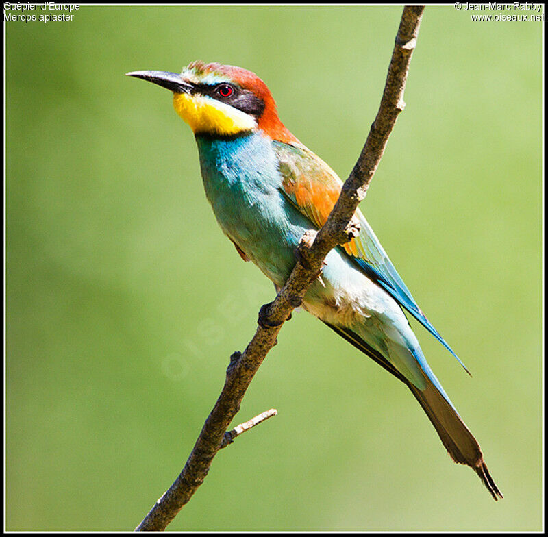 European Bee-eater, identification