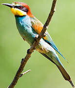 European Bee-eater