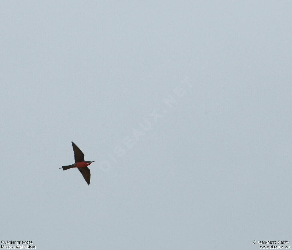 Rosy Bee-eater