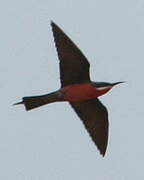 Rosy Bee-eater