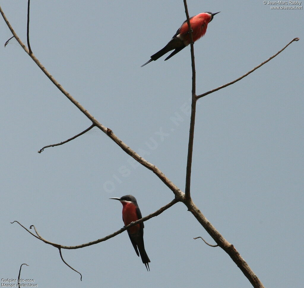 Rosy Bee-eater