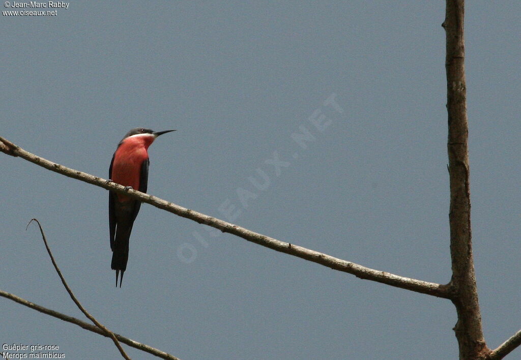 Rosy Bee-eater