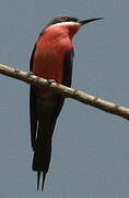 Rosy Bee-eater