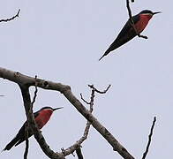 Rosy Bee-eater