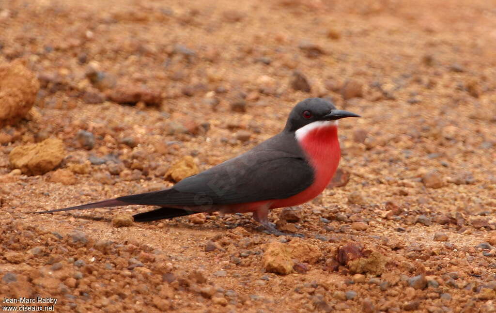 Guêpier gris-roseadulte, identification, pigmentation, Comportement