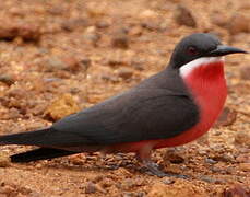 Rosy Bee-eater